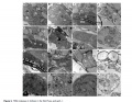 Thumbnail for version as of 15:50, 22 May 2014