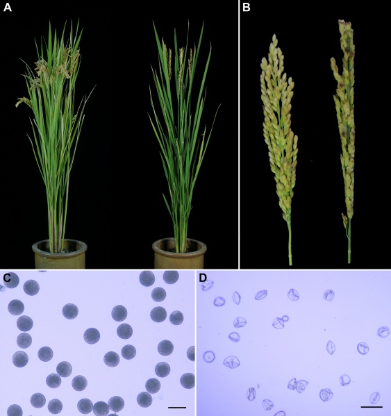 File:Figure111.jpg