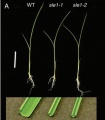 Thumbnail for version as of 10:48, 2 June 2014
