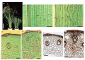 Thumbnail for version as of 08:20, 10 June 2014