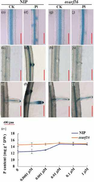 File:Shijc-Os06g0196700-Fig2.gif