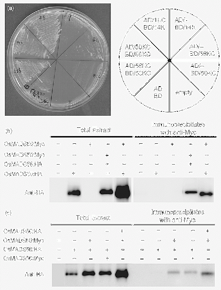 File:PCE 2008 f8.gif
