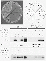 Thumbnail for version as of 06:13, 24 May 2014