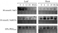 Thumbnail for version as of 04:29, 2 June 2014