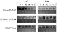 Figure 1 Changes of the expression level of NADP-ME3 gene from rice under the abiotic stresses