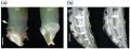 Thumbnail for version as of 10:05, 21 May 2014