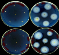 Thumbnail for version as of 06:10, 10 June 2014