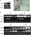 Thumbnail for version as of 11:24, 6 June 2014