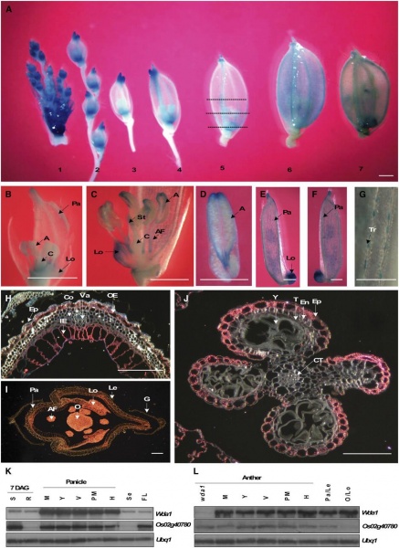 File:Fig. 1.jpg