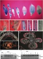 Thumbnail for version as of 06:43, 14 June 2014