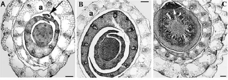 File:Figure6-1.png