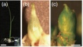 Thumbnail for version as of 12:55, 6 June 2014