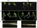 Thumbnail for version as of 12:15, 26 December 2014
