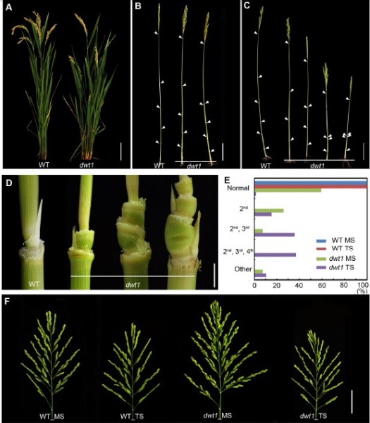 File:Figure 1 .jpg