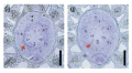 Thumbnail for version as of 15:27, 1 June 2014