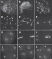 Thumbnail for version as of 04:28, 22 March 2013