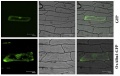 Thumbnail for version as of 02:48, 8 June 2014