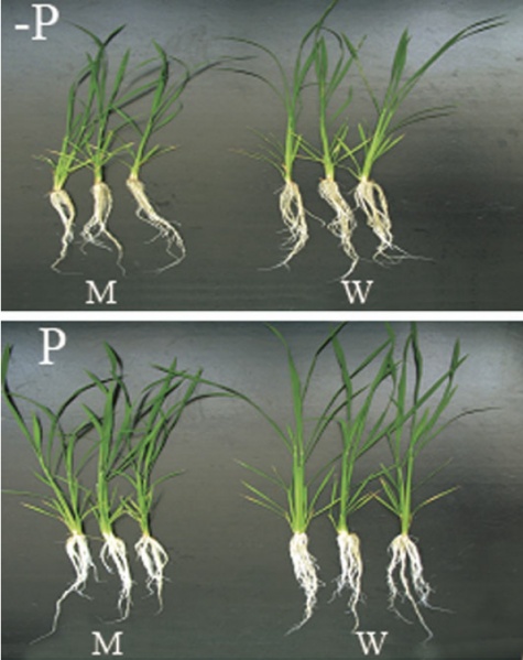 File:Shijc-Os03g0100800-Fig1.jpg