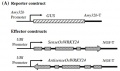Thumbnail for version as of 09:00, 10 June 2014