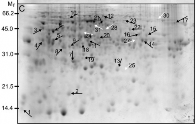 File:IC4R009-Proteomic-2007-17385905-f3c.png