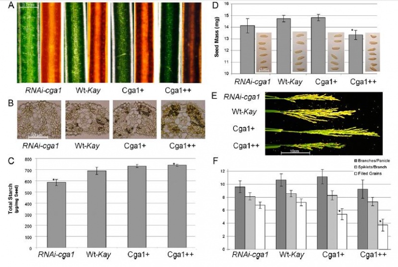 File:Figure2lym.jpg