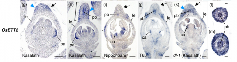 File:50-Os01g0670800.png