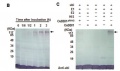 Thumbnail for version as of 00:54, 9 June 2014