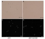 Fig.2.jpg