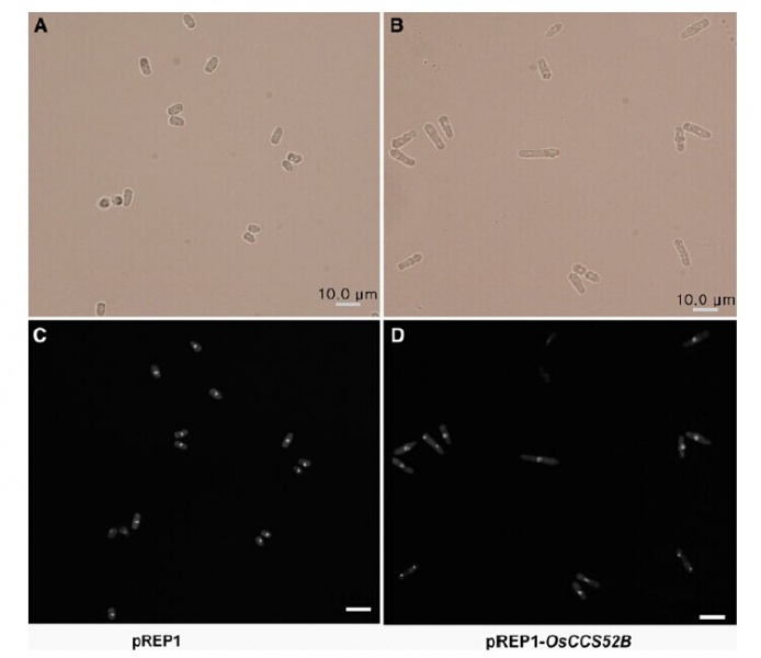 File:Fig.2.jpg