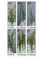 Thumbnail for version as of 16:19, 5 June 2014