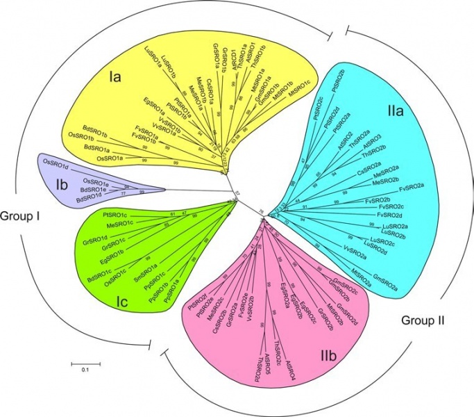 File:SRO phylogenic1.jpg