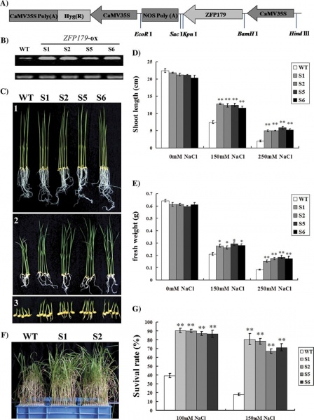 File:ZFP179 expression1.jpg