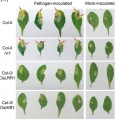 Thumbnail for version as of 16:34, 2 June 2014