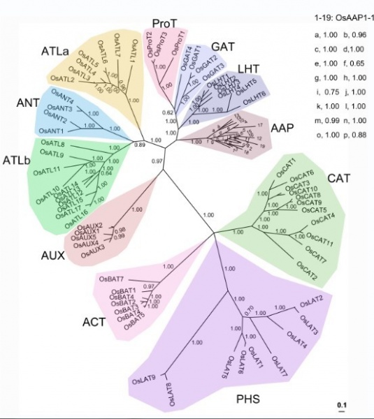 File:OsAATs phylogenetic1.jpg