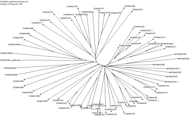 File:Gene tree 1.jpg