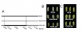 Thumbnail for version as of 13:12, 8 June 2014