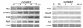 Thumbnail for version as of 07:28, 7 June 2014