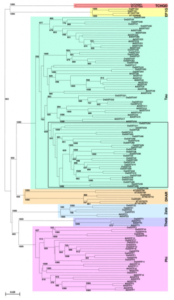 File:Phylogenetic tree.png