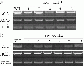 Thumbnail for version as of 11:30, 6 June 2014