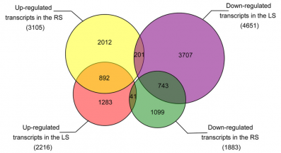Sg7-RNA-Seq-2016-26752408-2.png
