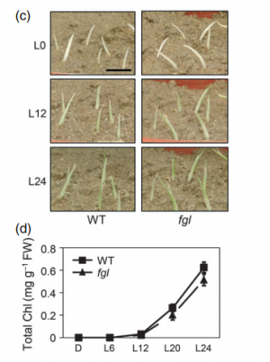 Figure 2. Abundance of OsPOR transcripts and OsPOR proteins during the greening of etiolated seedlings.