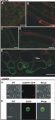 Thumbnail for version as of 07:27, 3 June 2014
