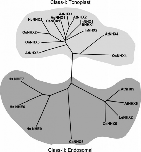 File:OsNHX Phylogenetic02.jpg