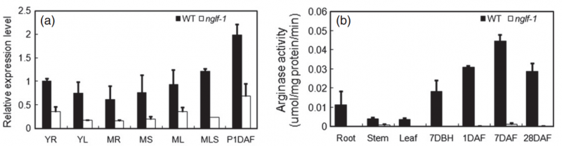 File:Shijc-Os04g0106300-Fig3.png