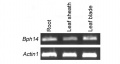 Expression analysis of Bph14 in the root, leaf sheath, and leaf blade of rice by RT-PCR.jpg
