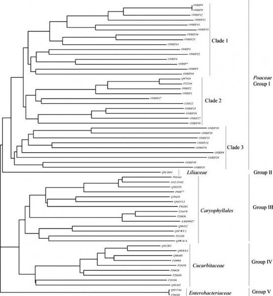 File:OSRIP18 Phylogenetic1.jpg