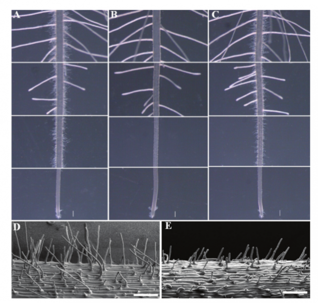 File:67-Os03g0300000.png