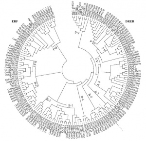 Li-Os06g0127100-Fig1.jpg