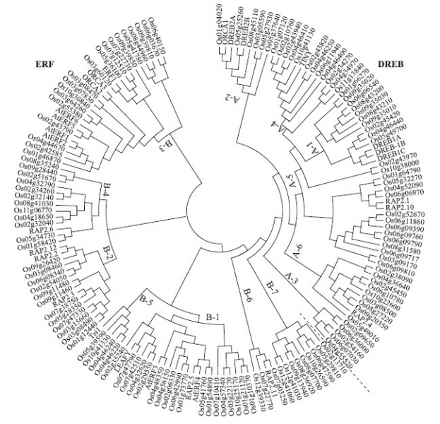 File:Li-Os06g0127100-Fig1.jpg