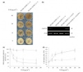 Thumbnail for version as of 15:01, 6 June 2014